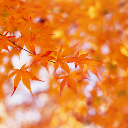 Leuchtend orangefarbene Ahornblätter in herbstlicher Stimmung vor einem weichen, verschwommenen Hintergrund.