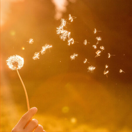 Hand hält eine Pusteblume in einem goldenen Sonnenlicht, während ihre Samen im Wind verwehen, symbolisch für Hoffnung und Veränderung.